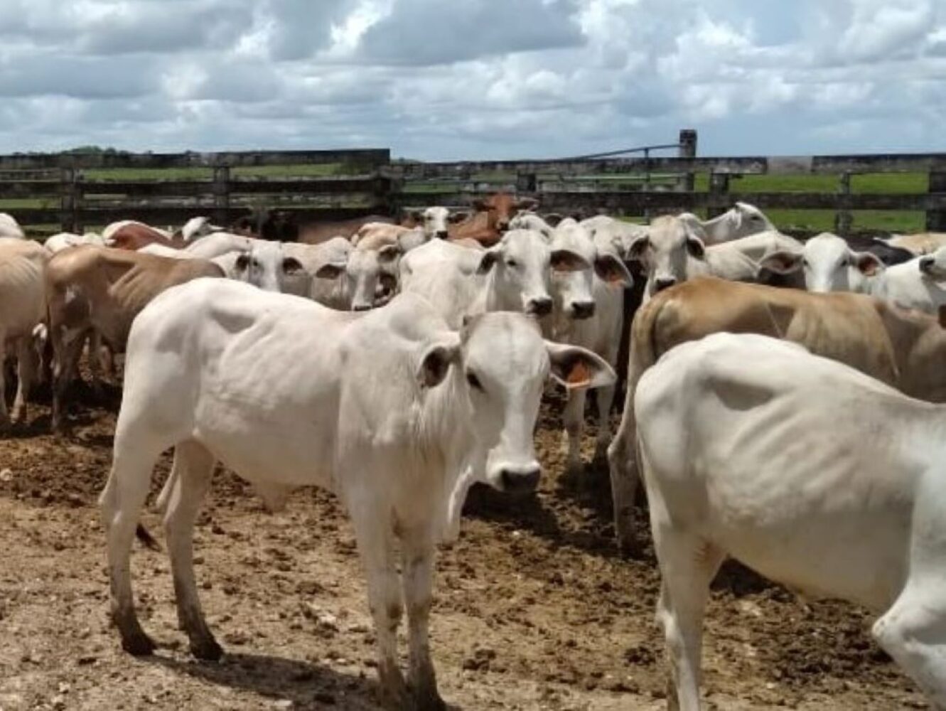 Belize has exported over $47 million in cattle to Guatemala, Mexico since November 2020