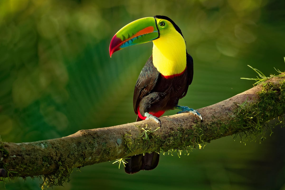 Belize: A Leader In Sustainability