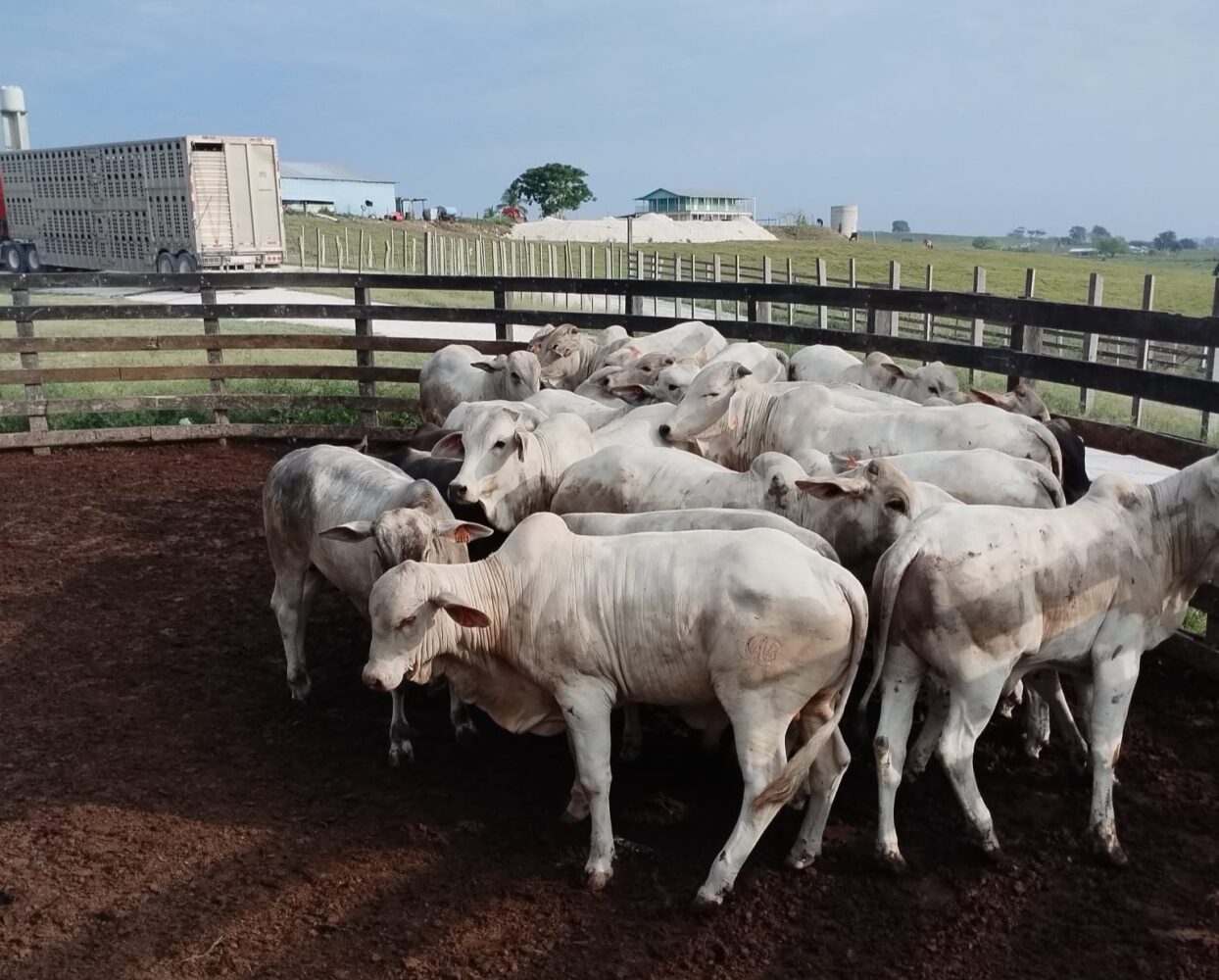 Belize exports 835 head of cattle valued at over $1.1 million to Mexico this week