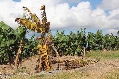 Belize moves to protect banana industry from deadly fungus