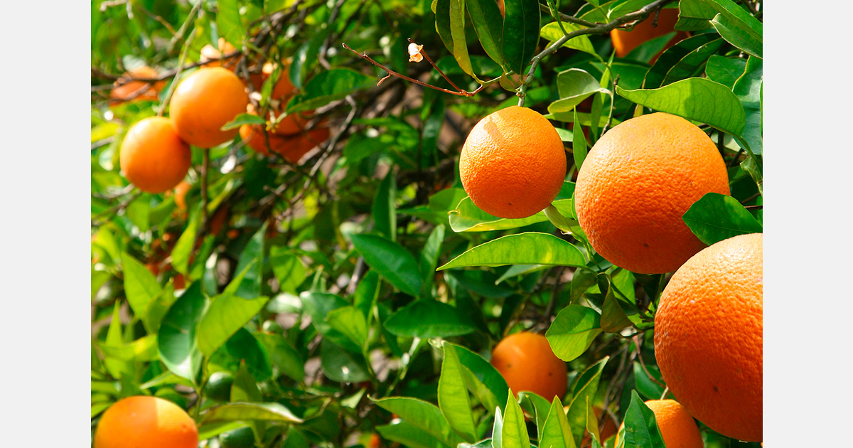 Belize reports 18.7% drop in exports as citrus declines